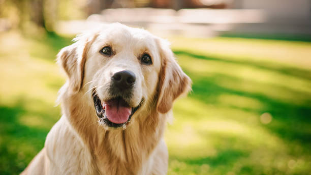 Golden Retriever Dog Sitting in Bucks County