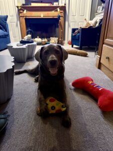 Lab walking service serving Bucks County, PA