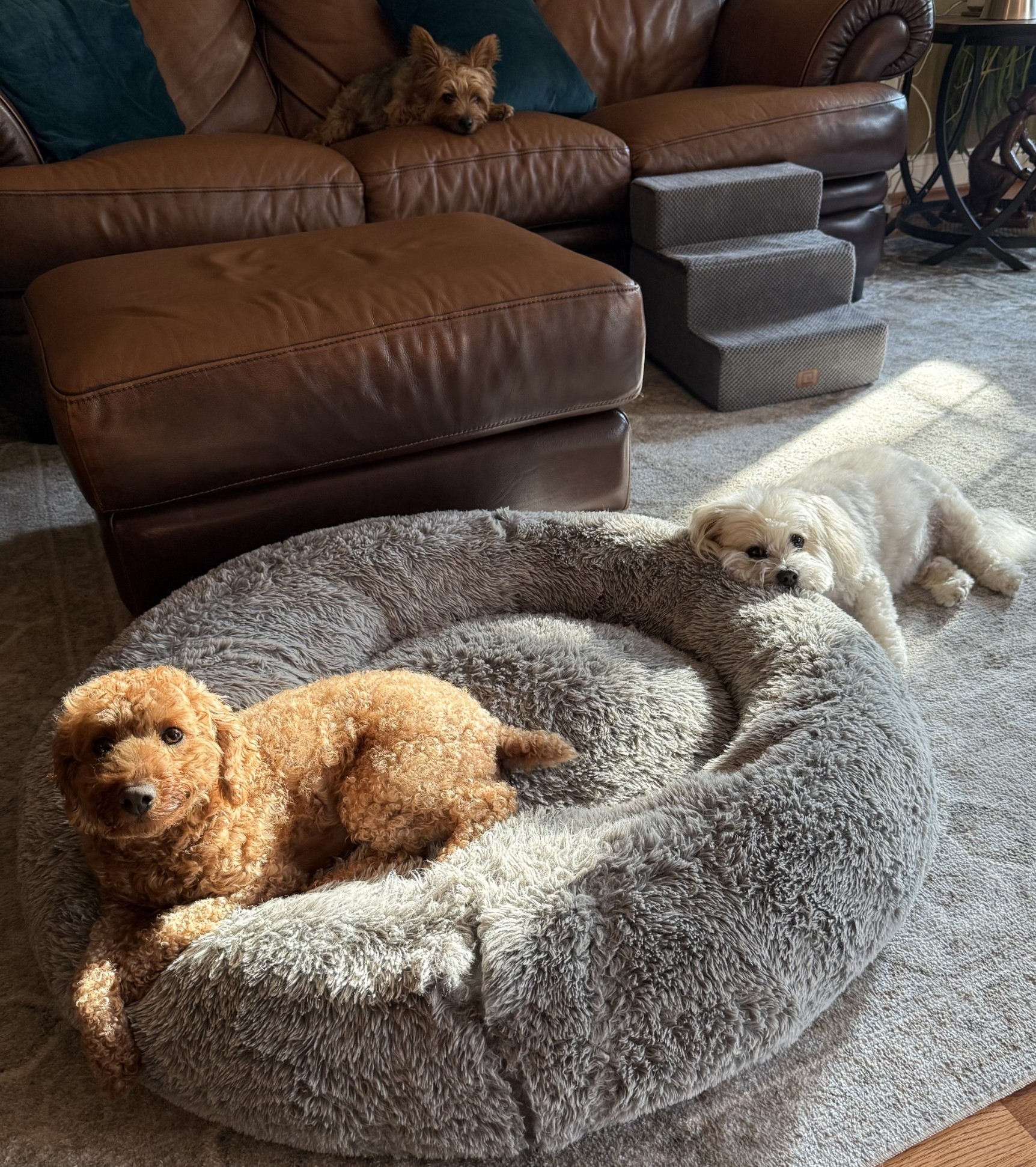 Loving multiple pet sittingin Bucks County, PA