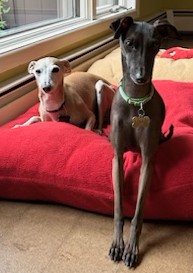 Overnite Pet Care Safe Pet Care in Bucks County, PA